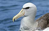 Salvin's Albatrossborder=